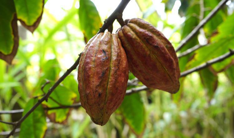 Au cœur du cacao