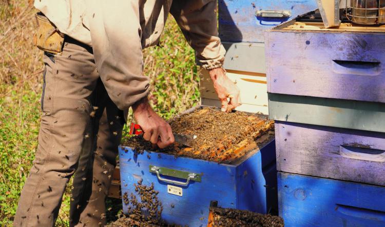 Le monde des abeilles