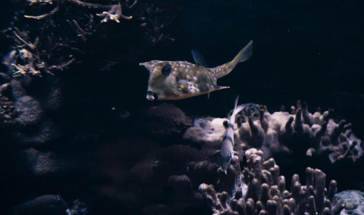 Dans les coulisses de l’aquarium de La Réunion