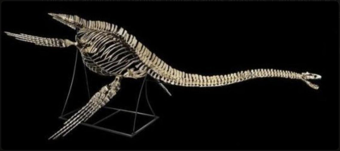 Un nouveau stégosaure marocain dévoile ses secrets : le Thyreosaurus atlasicus