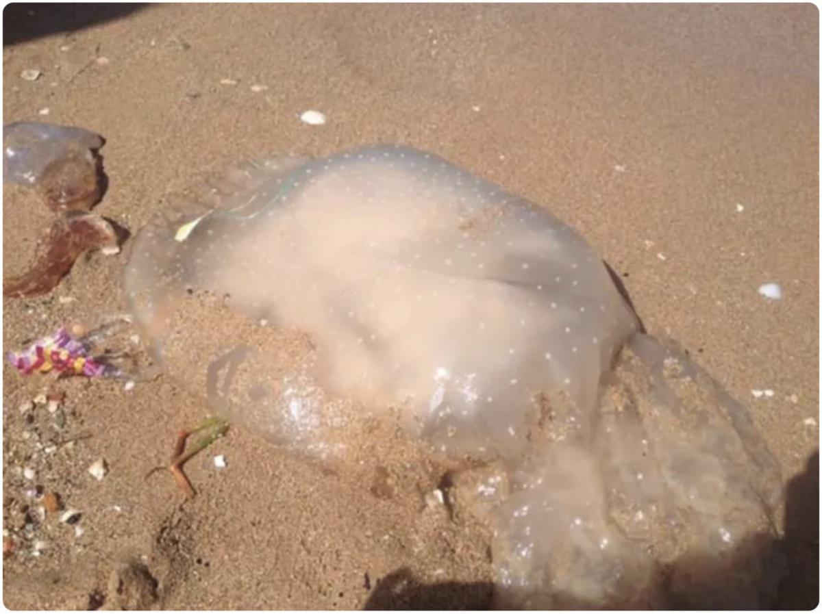 Du Texas au Maroc : la propagation inquiétante de la méduse tachetée australienne Du Texas au Maroc : la propagation inquiétante de la méduse tachetée australienne