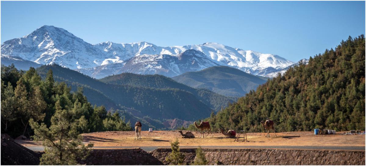 Le GCA s'engage dans la résilience climatique des forêts marocaines