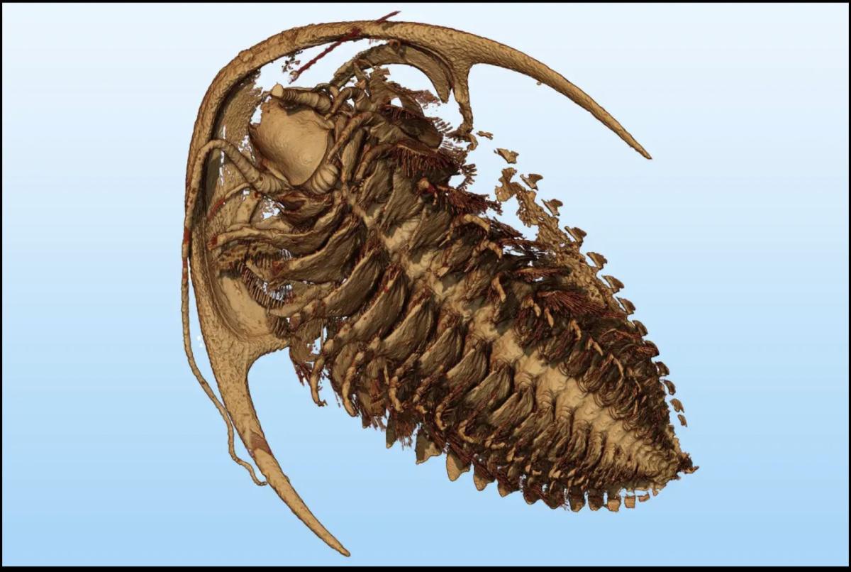 Le Maroc, terre de découvertes paléontologiques sur les trilobites