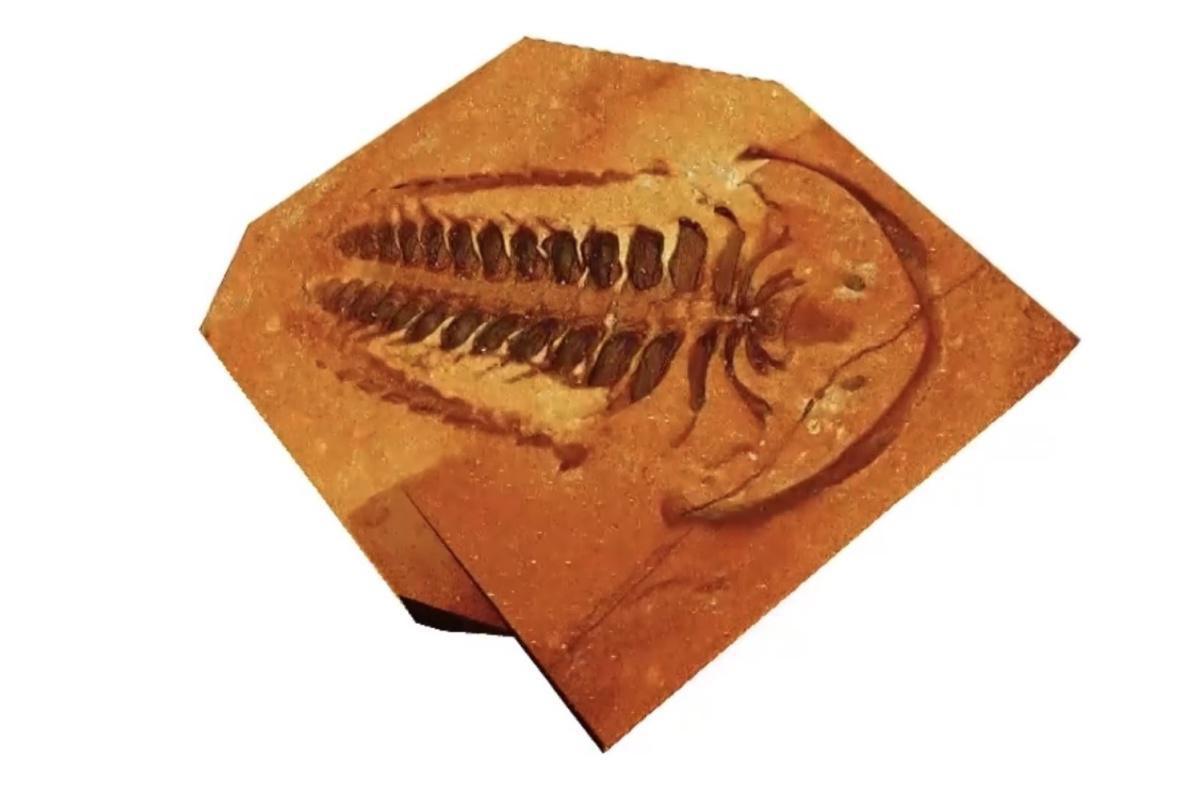 المغرب، أرض الاكتشافات الحفرية للحيوانات الثلاثية المغرب، أرض الاكتشافات الحفرية للحيوانات الثلاثية