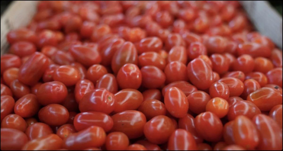 المغرب يتربع على عرش تصدير الطماطم للمملكة المتحدة: قصة نجاح رغم التحديات المغرب يتربع على عرش تصدير الطماطم للمملكة المتحدة: قصة نجاح رغم التحديات