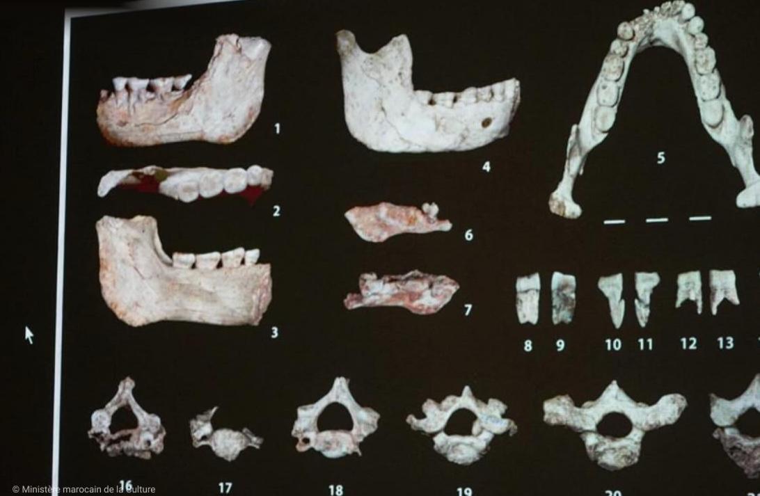 توماس I (الدار البيضاء)، 773 ألف سنة: حفريات تكشف مرحلة تفرّع سلالة الإنسان العاقل ونياندرتال توماس I (الدار البيضاء)، 773 ألف سنة: حفريات تكشف مرحلة تفرّع سلالة الإنسان العاقل ونياندرتال
