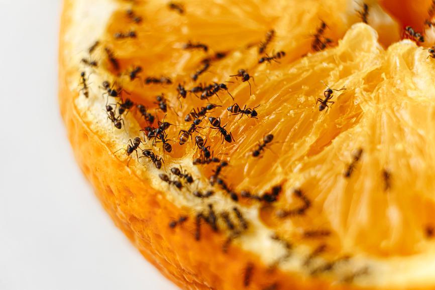Comment se débarrasser définitivement des fourmis dans votre maison, selon un entomologiste