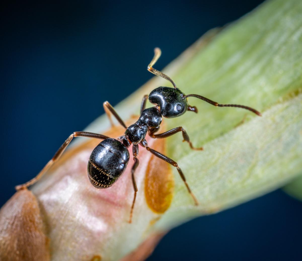 La Terre abrite 20 000 000 000 000 000 fourmis - et elles pèsent plus que les oiseaux sauvages et les mammifères...