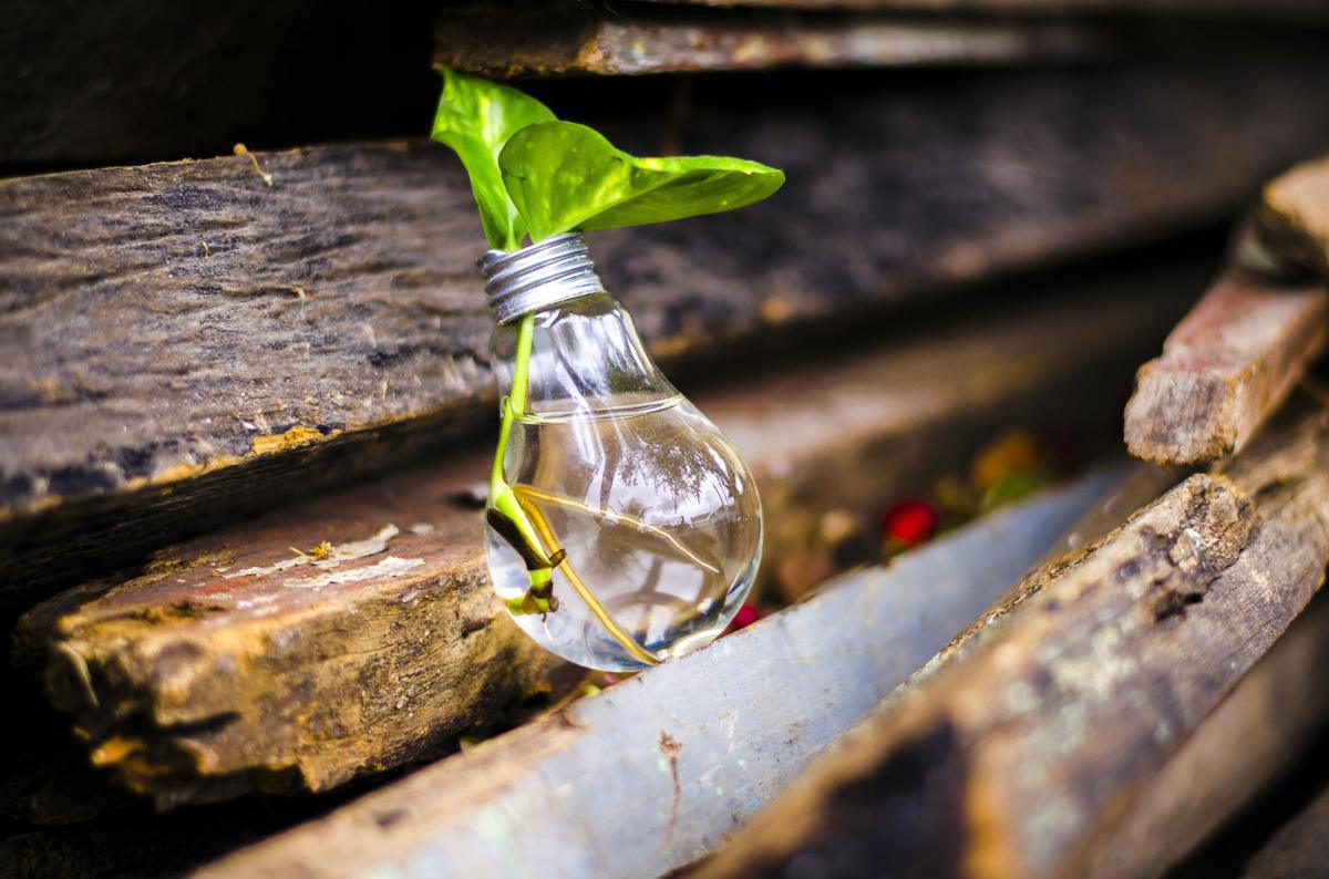 Exploiter la nature et l’innovation politique pour faire face à la crise climatique