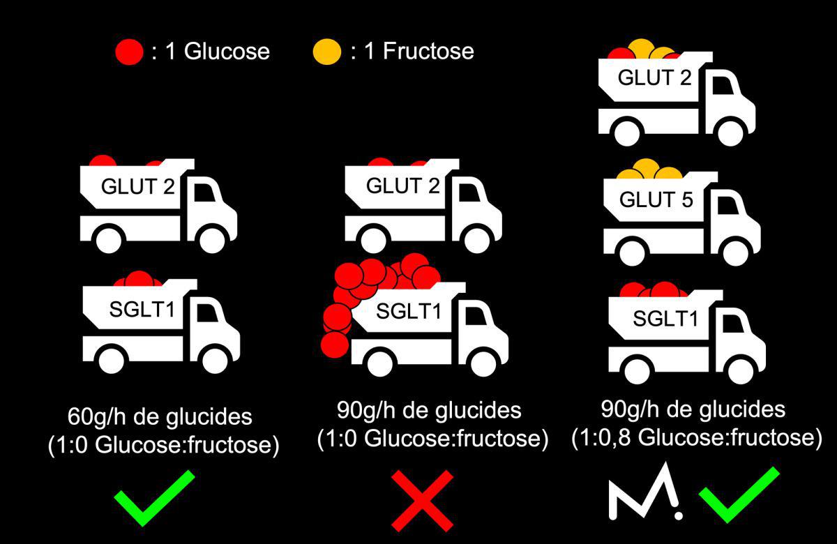 Comment être plus performant en compétition grâce aux glucides ?