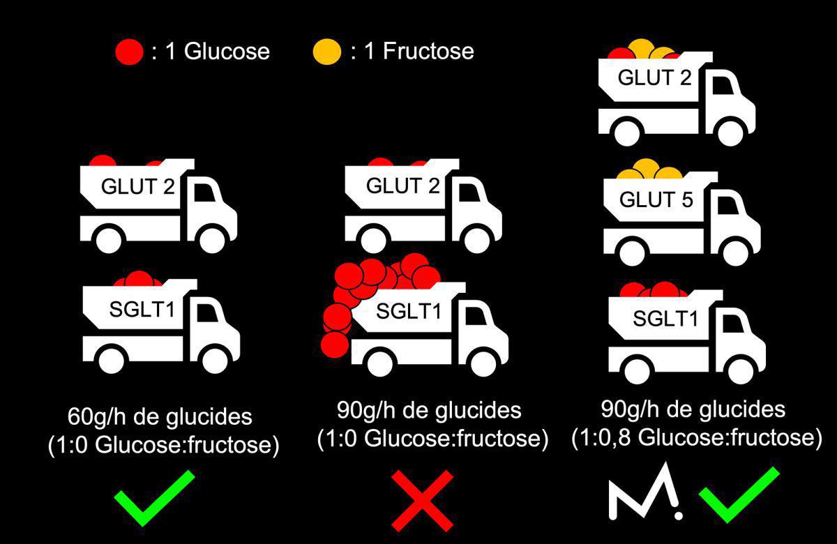 Comment être plus performant en compétition grâce aux glucides ? Comment être plus performant en compétition grâce aux glucides ?
