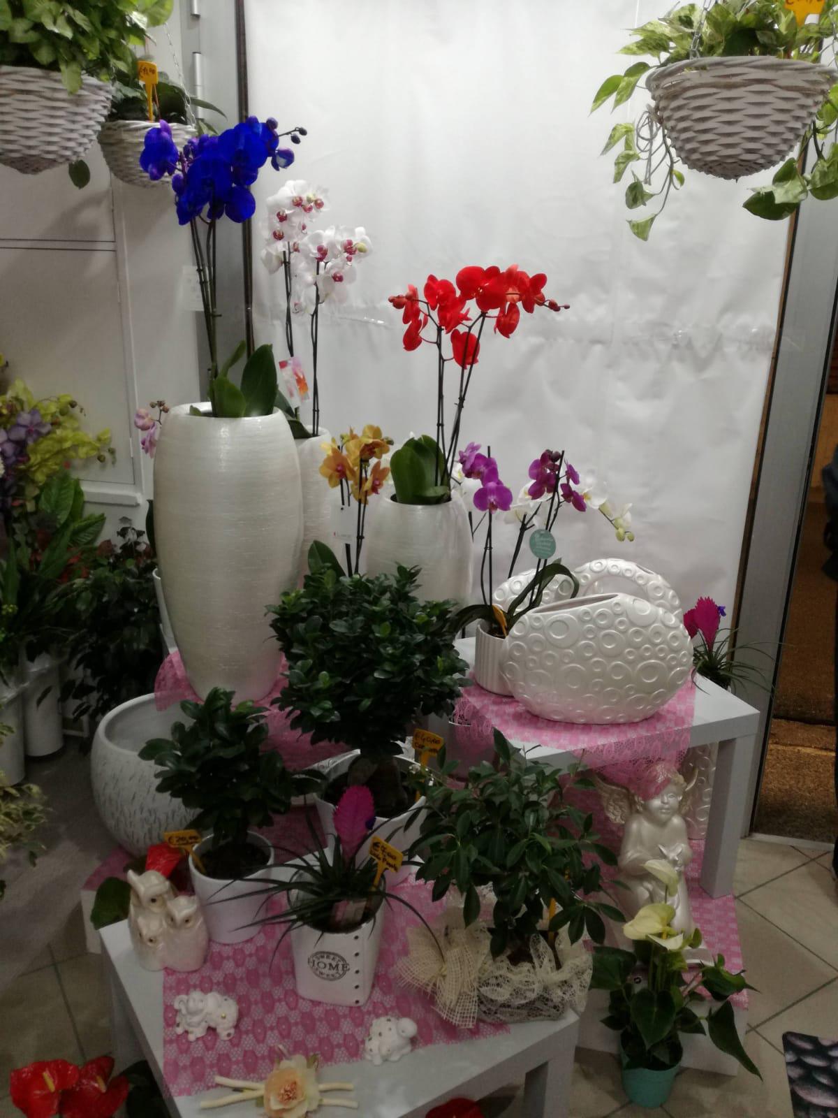 L'Eden del Fiore L'Eden del Fiore