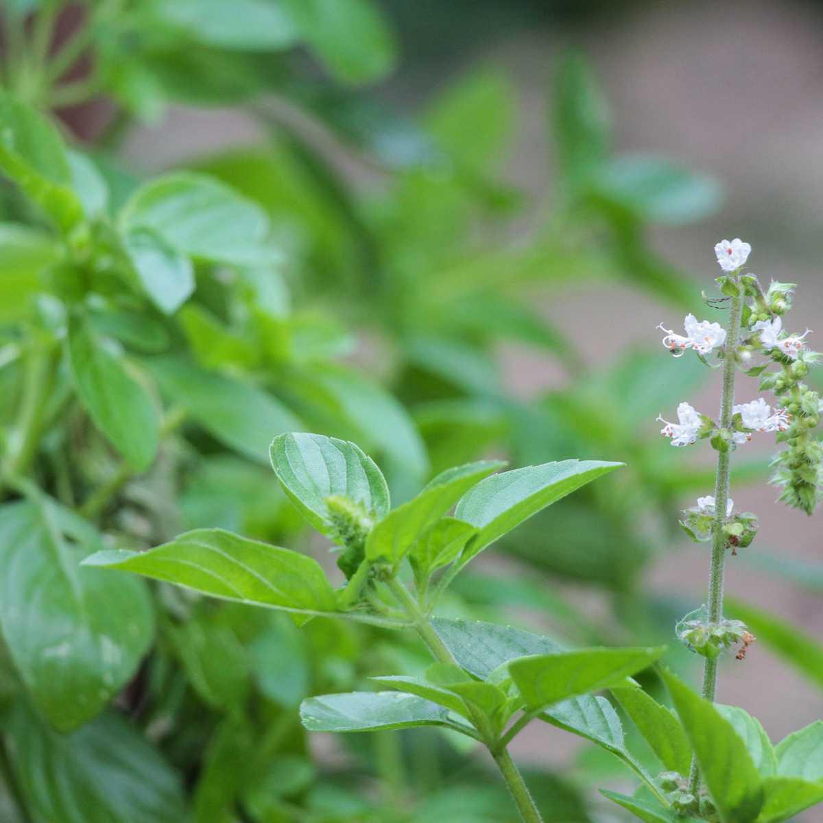 Manjericão tropical ( Ocimum basilicum var. basilicum)