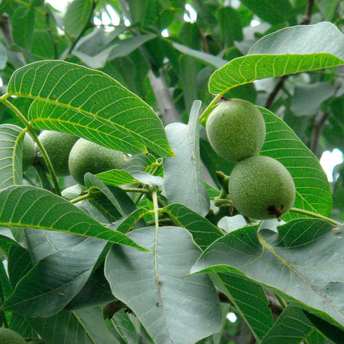 Nogueira (Juglans regia)