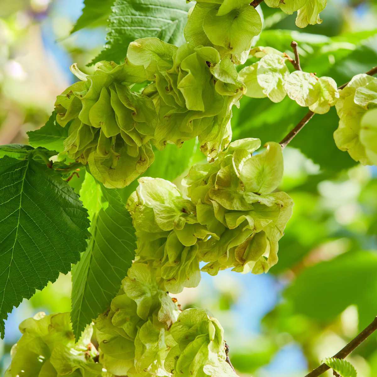 Olmo / Ulmeiro (Ulmus minor)