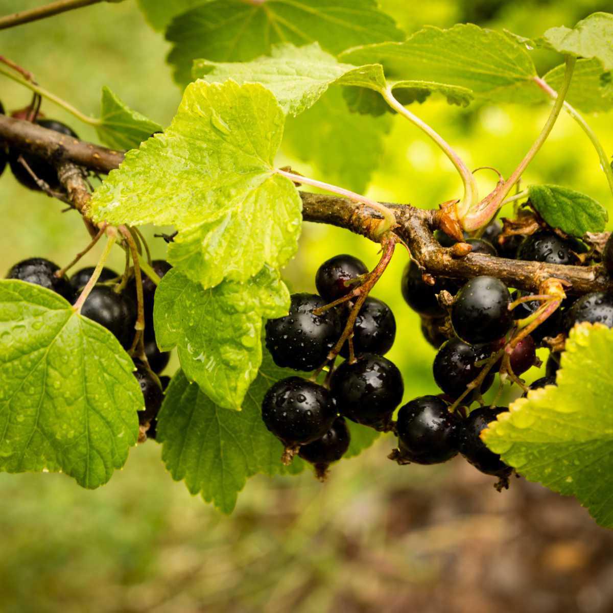 Groselha (Ribes nigrum L.)