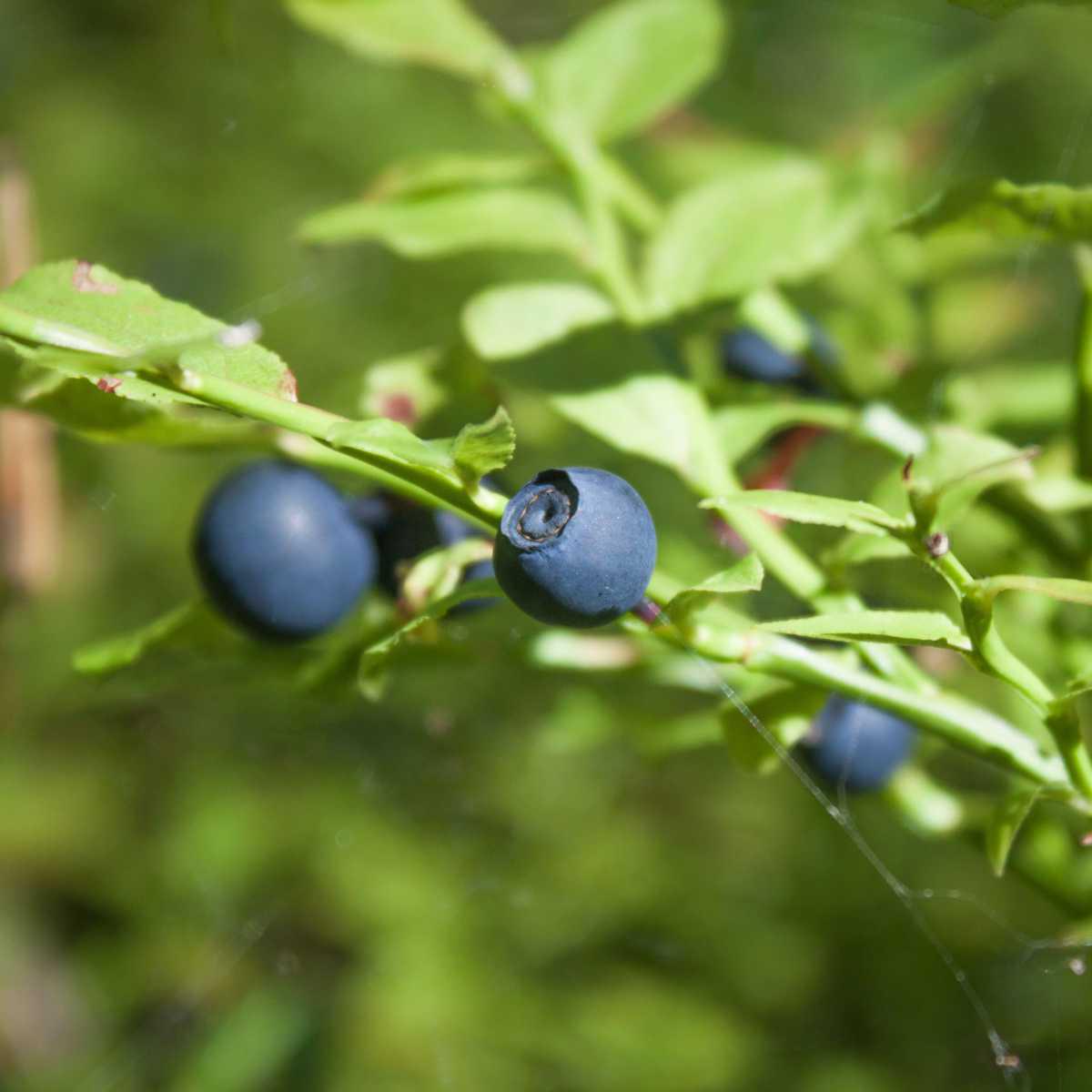 Mirtilo (Vaccinium myrtillus L.)