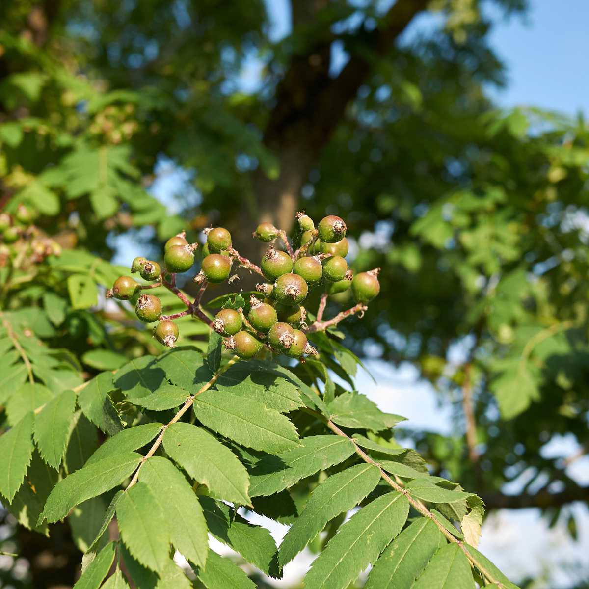 Sorveira (Sorbus domestica L.)