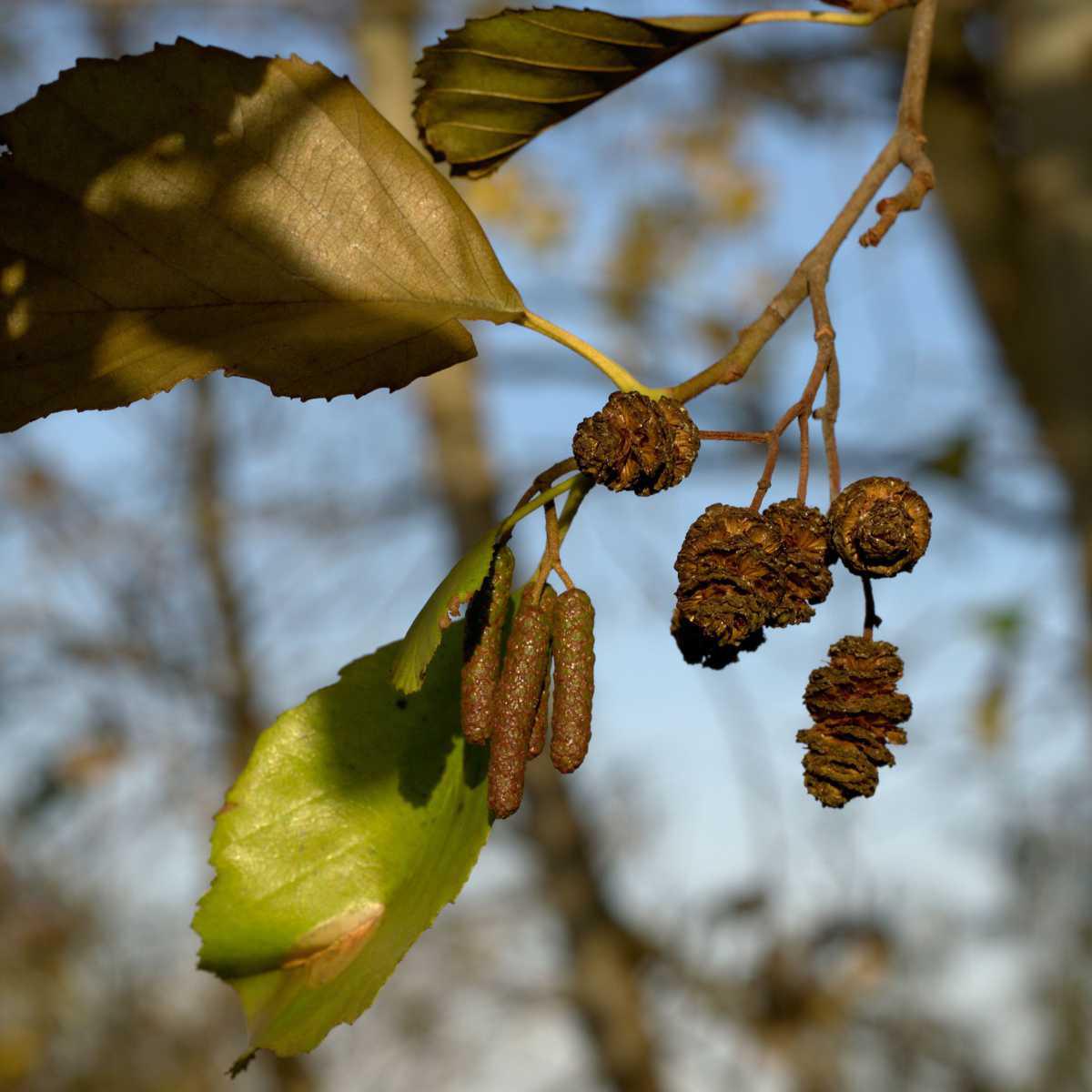 Amieiro (Alnus glutinosa)