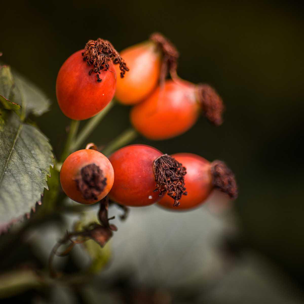 Roseira-brava (Rosa canina L.)