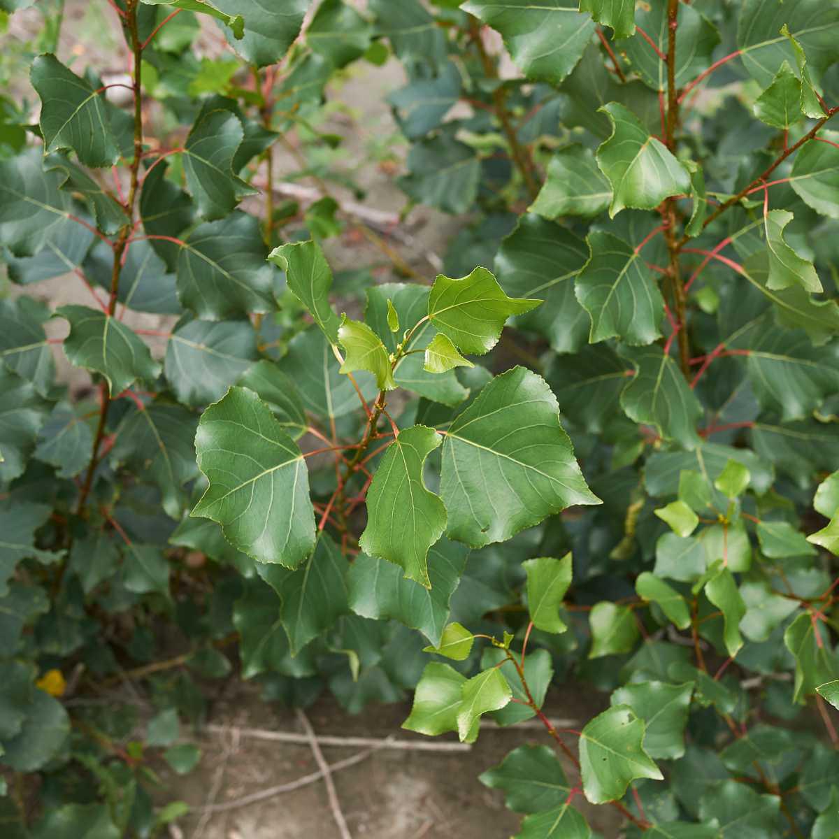 Álamo ( Populus nigra L)