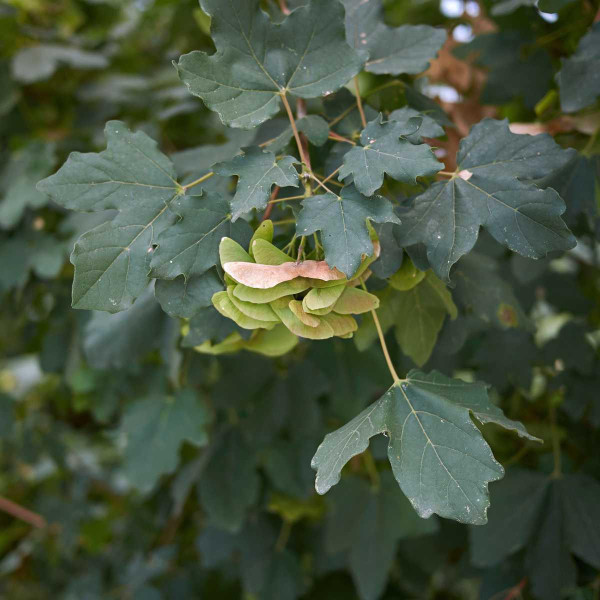 Bordo (Acer campestre L.)