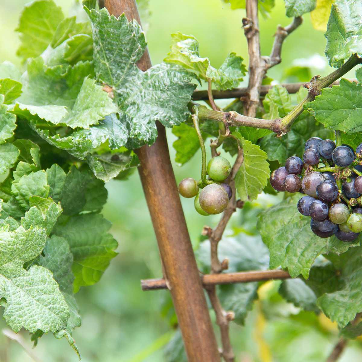 Videira (Vitis vinifera L.)