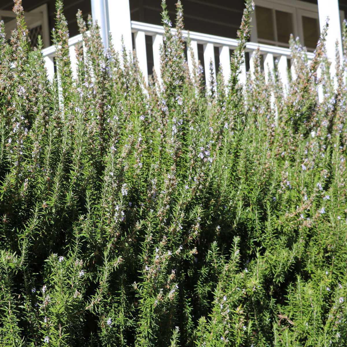 Tomilho thujanol (Thymus vulgaris L. Thujanoliferum)