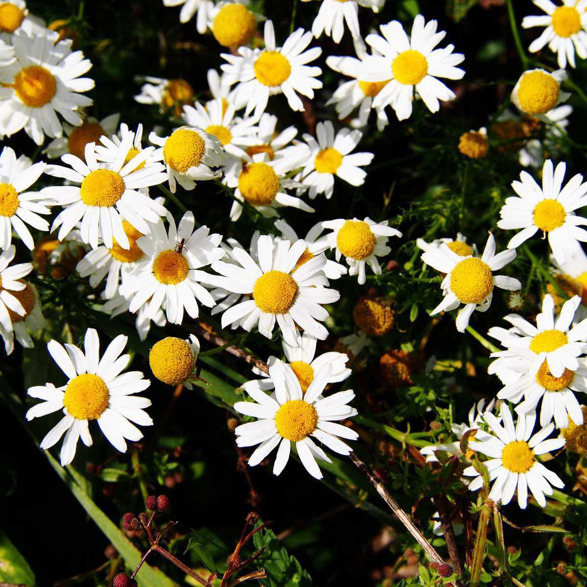 Camomila alemã (Matricaria chamomilla L.)