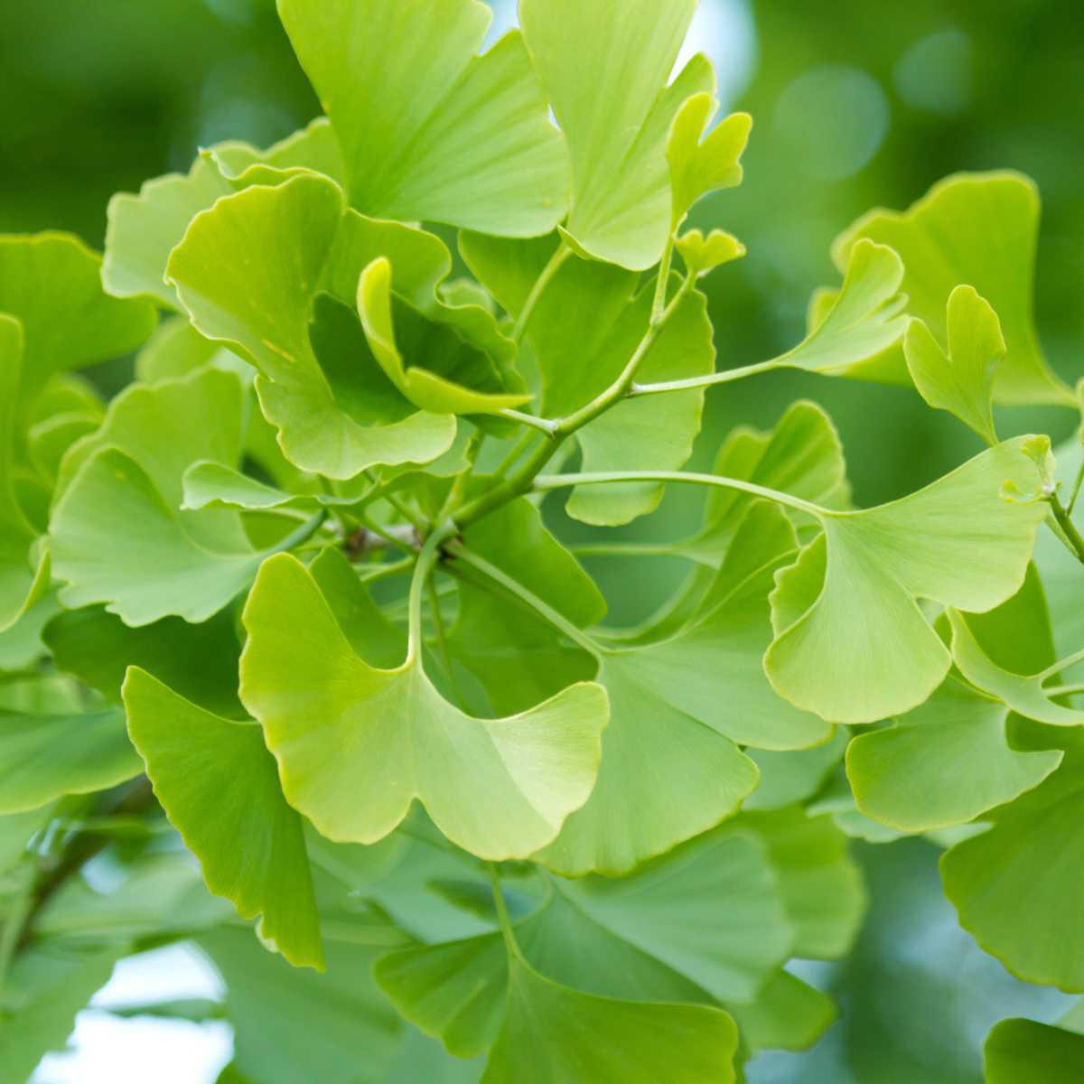 Ginkgo biloba (Ginkgo biloba L.)