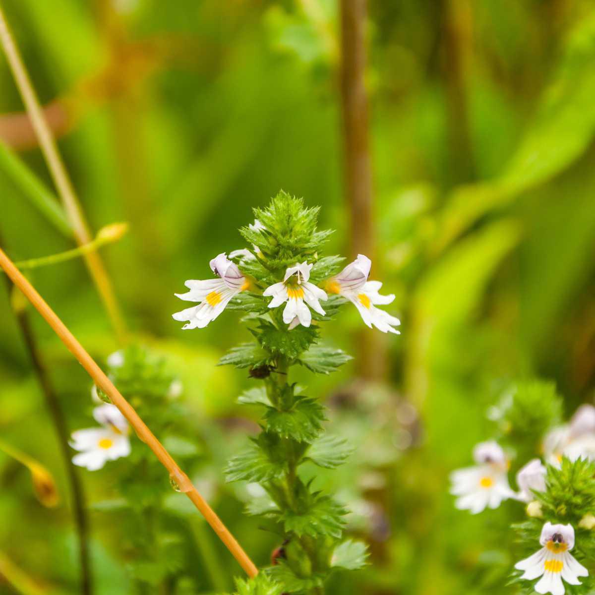 Eufrásia (Euphrasia officinalis)