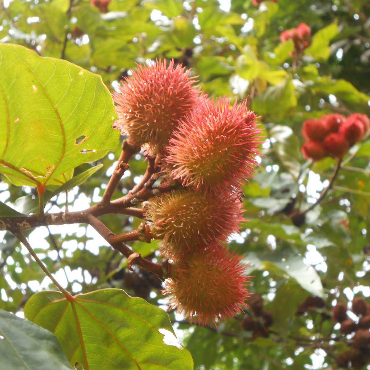 Urucum (Bixa orellana)