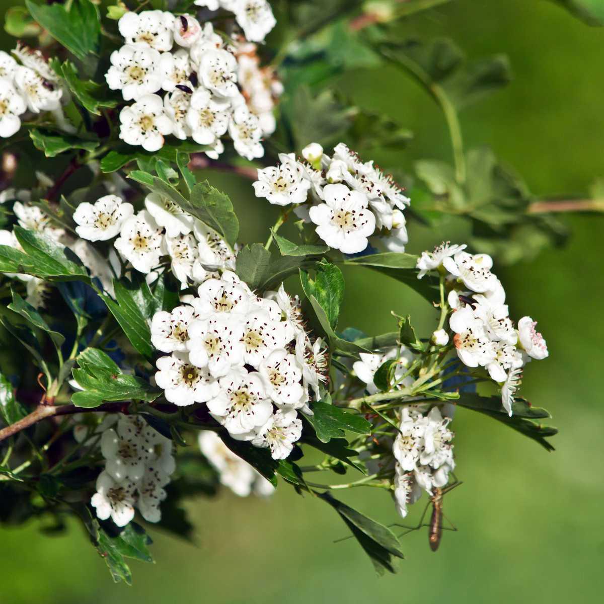 Espinheiro-branco (Crataegus oxyacantha)