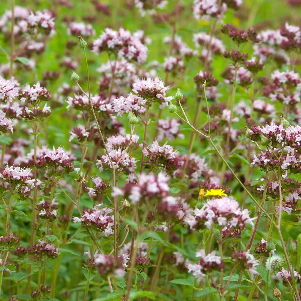 Orégano (Origanum vulgare L.)