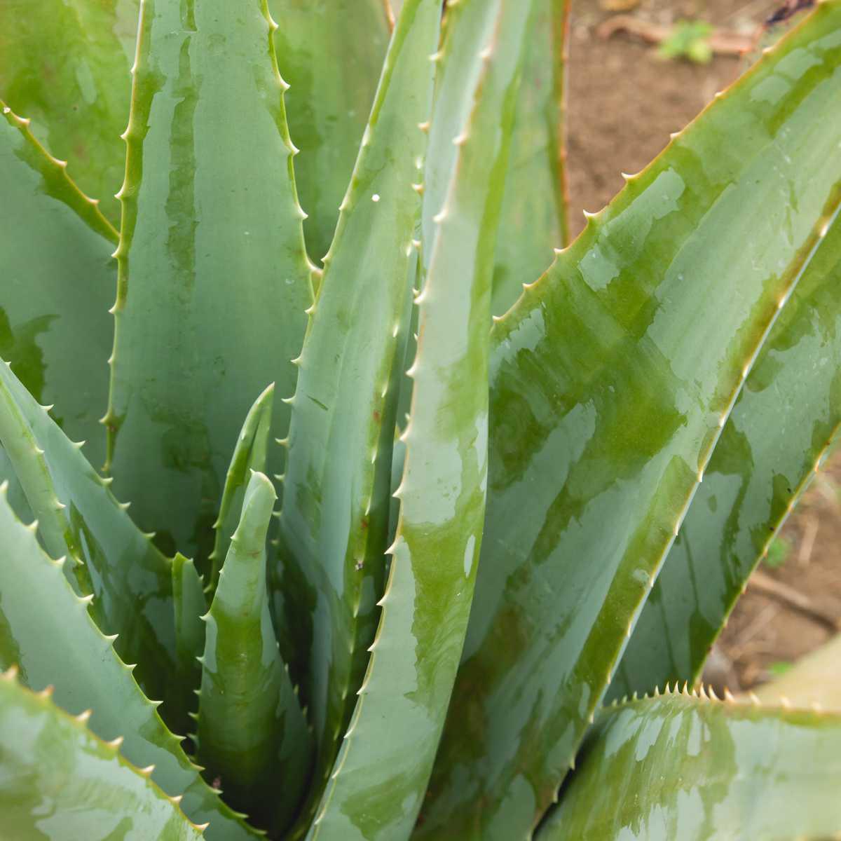 Aloe vera (Aloe barbadensis)