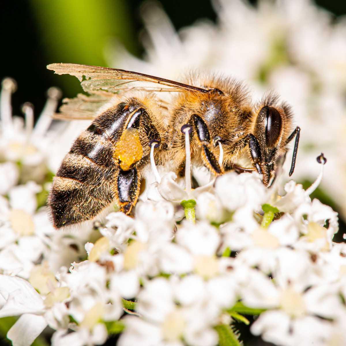 Apis mellifica