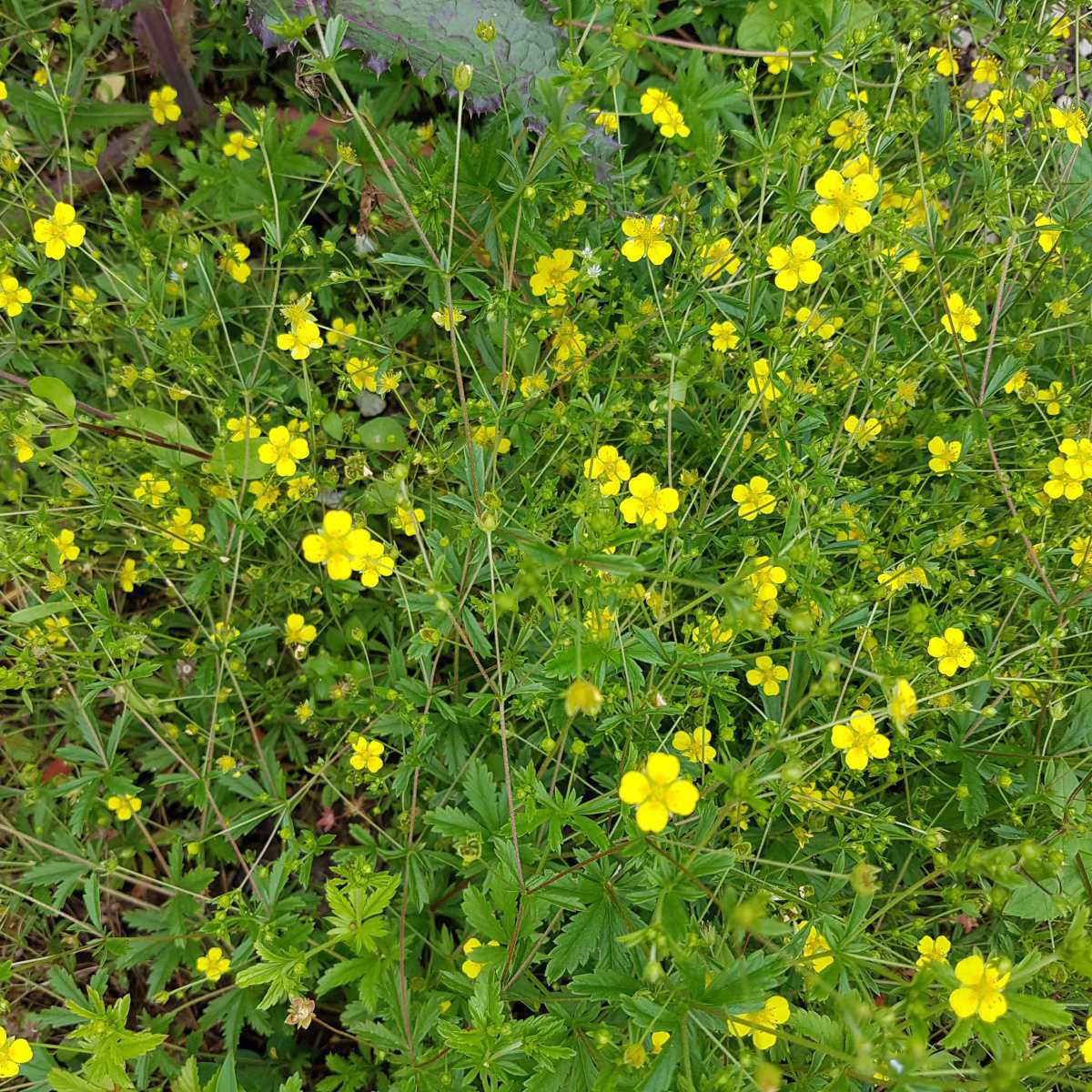 Potentilla tormentilla (Potentilla erecta)