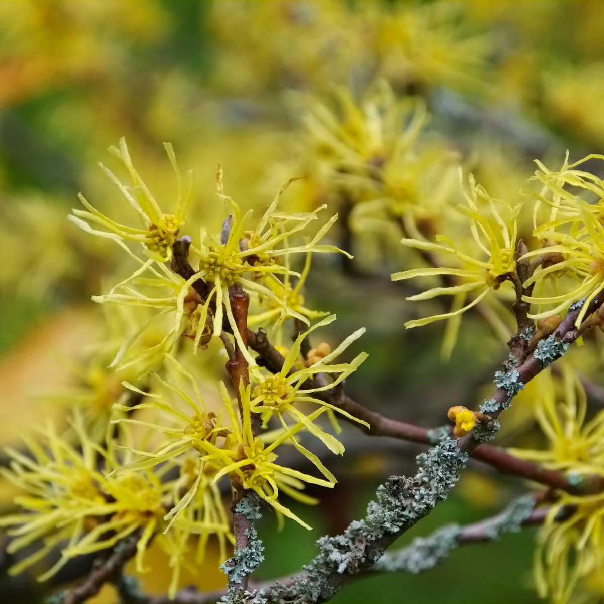 Hamamélis (Hamamelis virginiana)