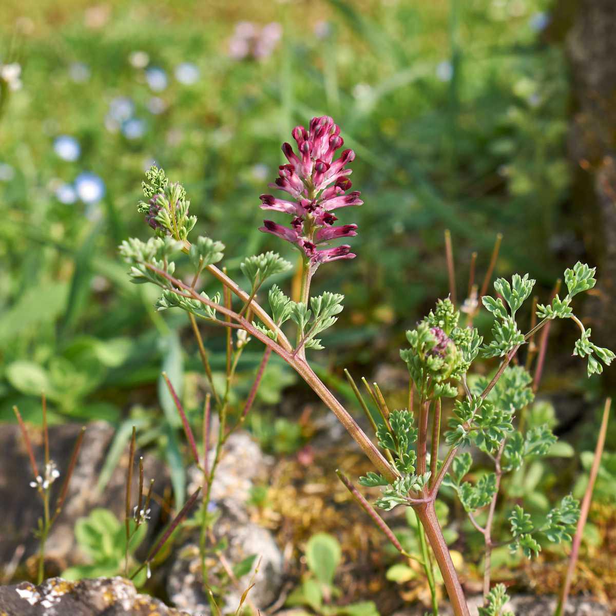 Fumaria (Fumaria officinalis L.)