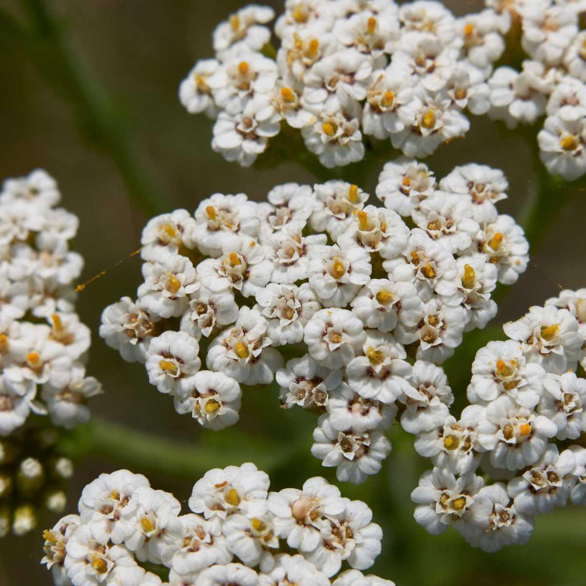 Milefólio (Achillea millefolium L.)