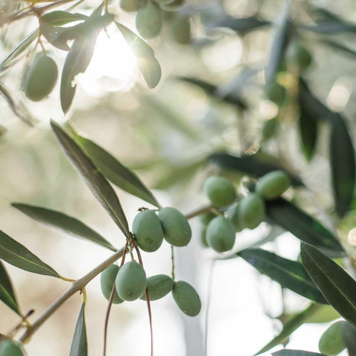 Oliveira (Olea europaea)