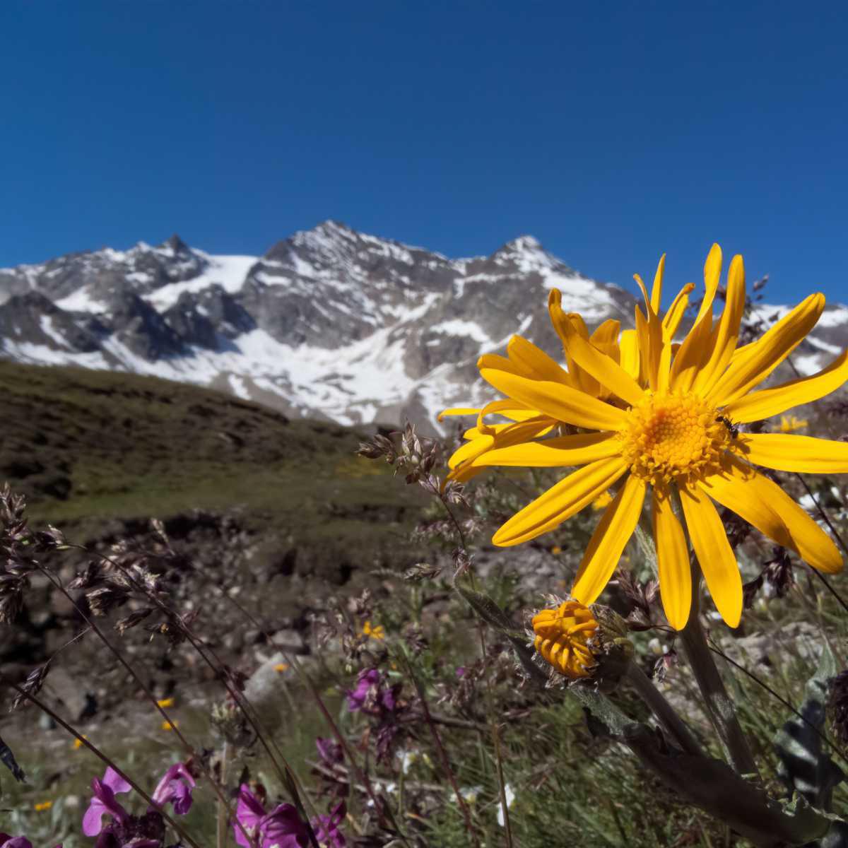 Arnica montana 