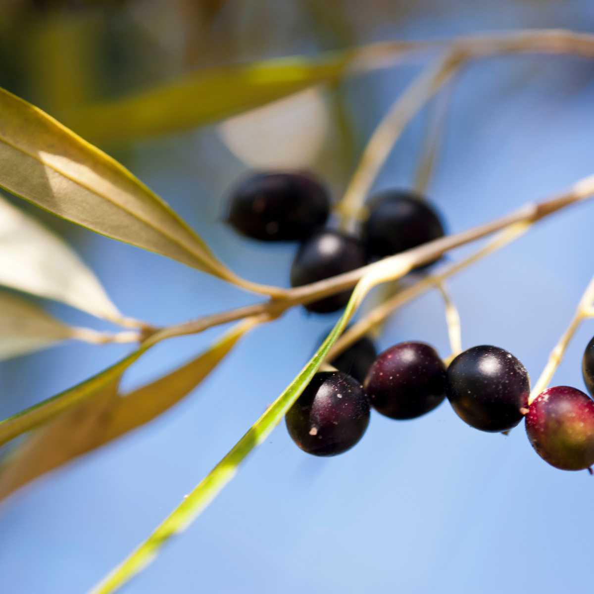 Oliveira (Olea europaea)