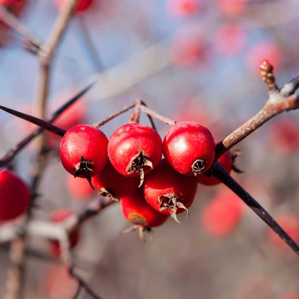 Espinheiro-branco (Crataegus oxyacantha L.)