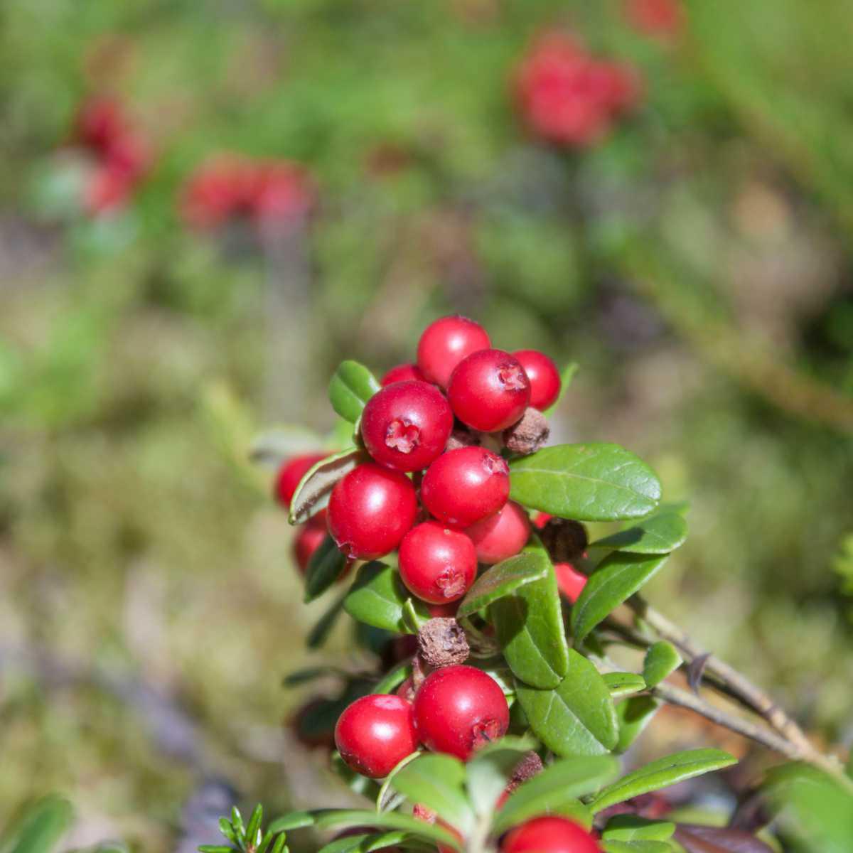 Arando vermelho (Vaccinium vitis-idaea L.)