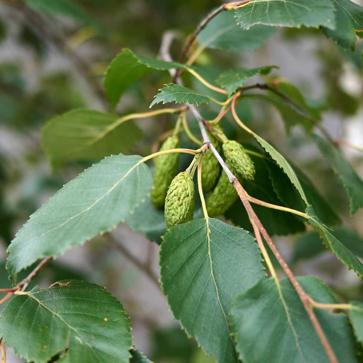 Bétula (Betula pubescens)