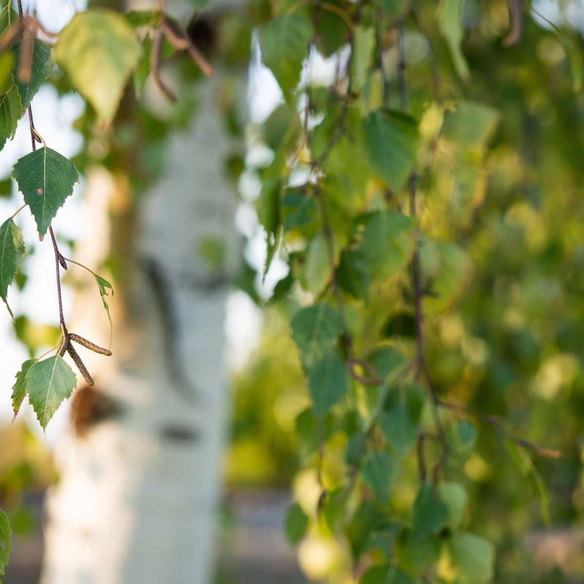 Vidoeiro-branco ( Betula pendula )