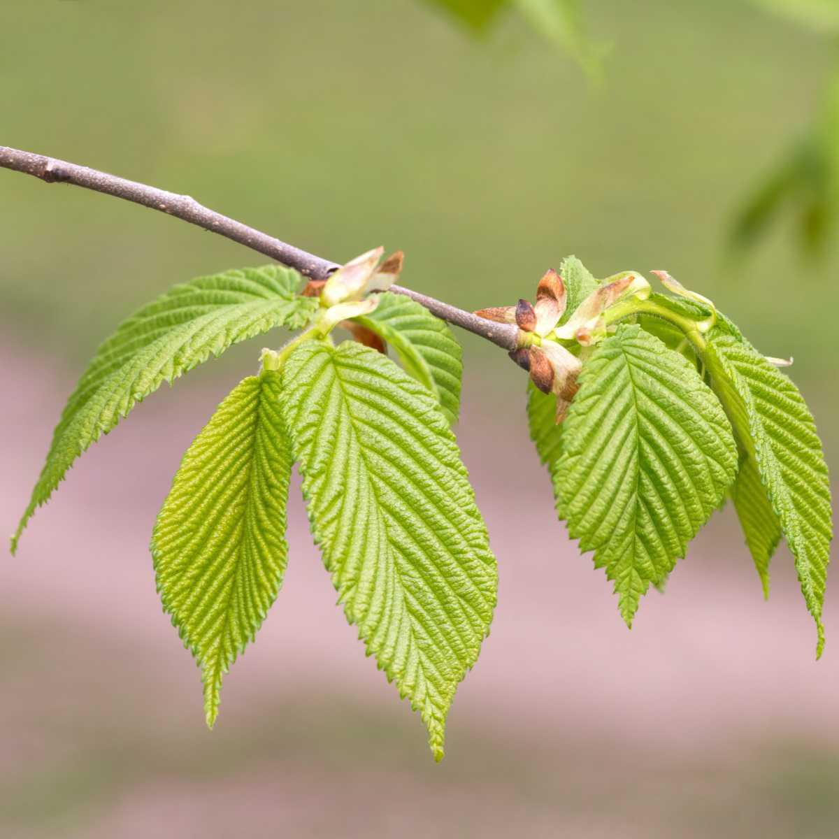 Carpino (Carpinus betulus)