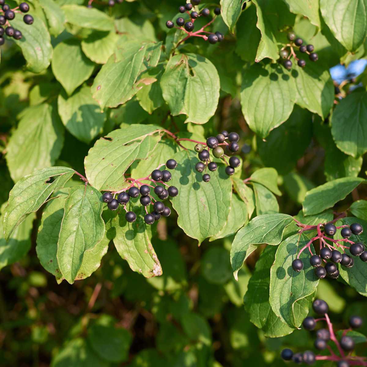 Sanguinho (Cornus sanguinea L.)