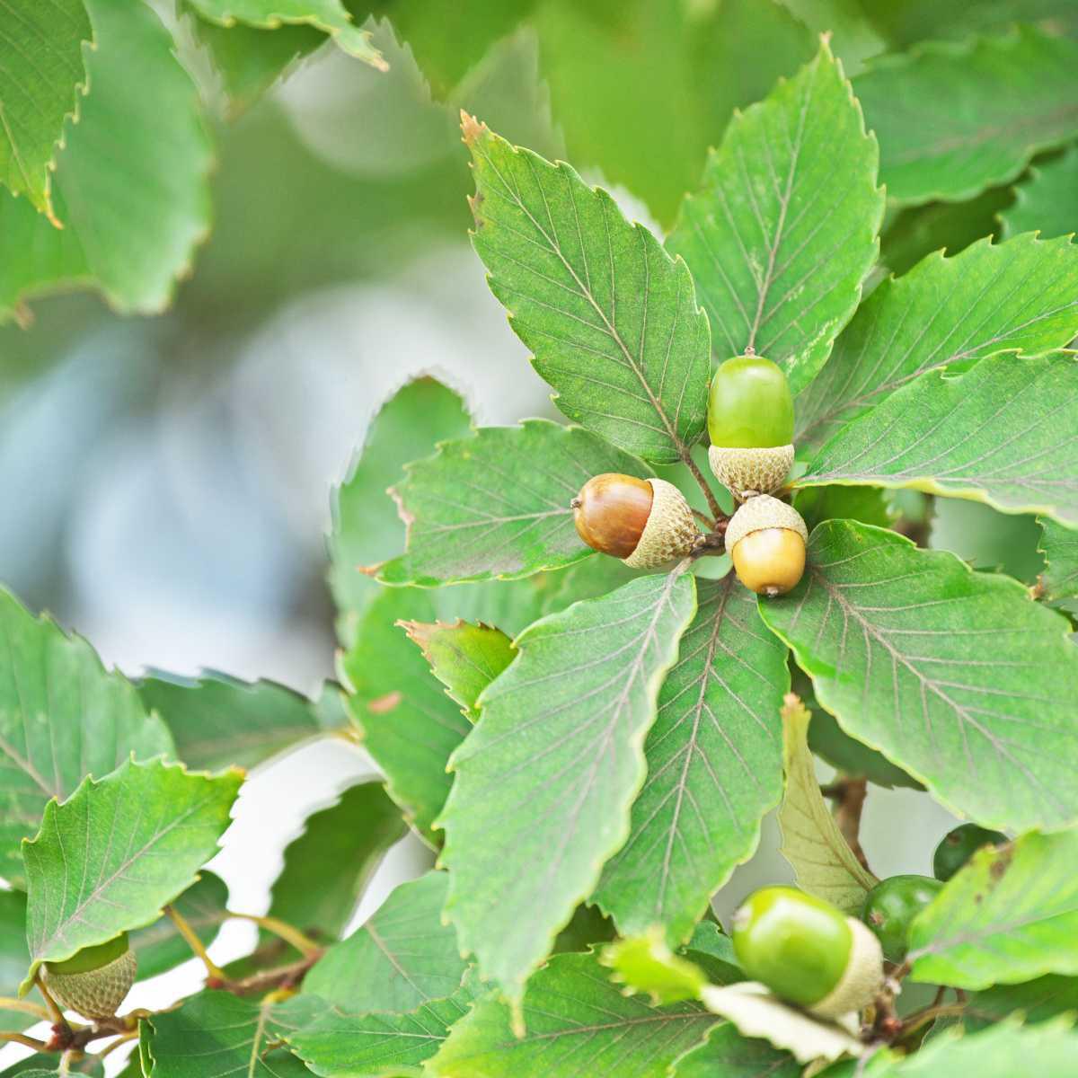 Carvalho vermelho (Quercus pedunculata)